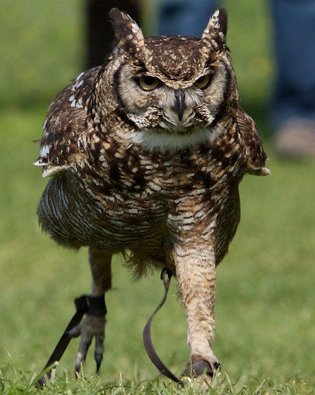 Exmoor Owls African Spotted Owl_edited.jpg